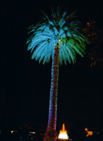 Phoenix canariensis palm with supernatural moonlight lighting for winter colours