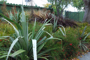 bank planted with Astelia silver spear and strong foliage coloured plants