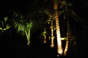 uplit palms in a garden