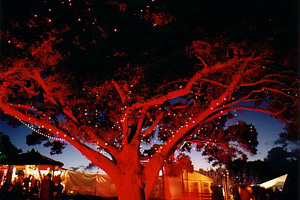Podocarpus totara flood lit with red light as a Christmas tree. xmas tree